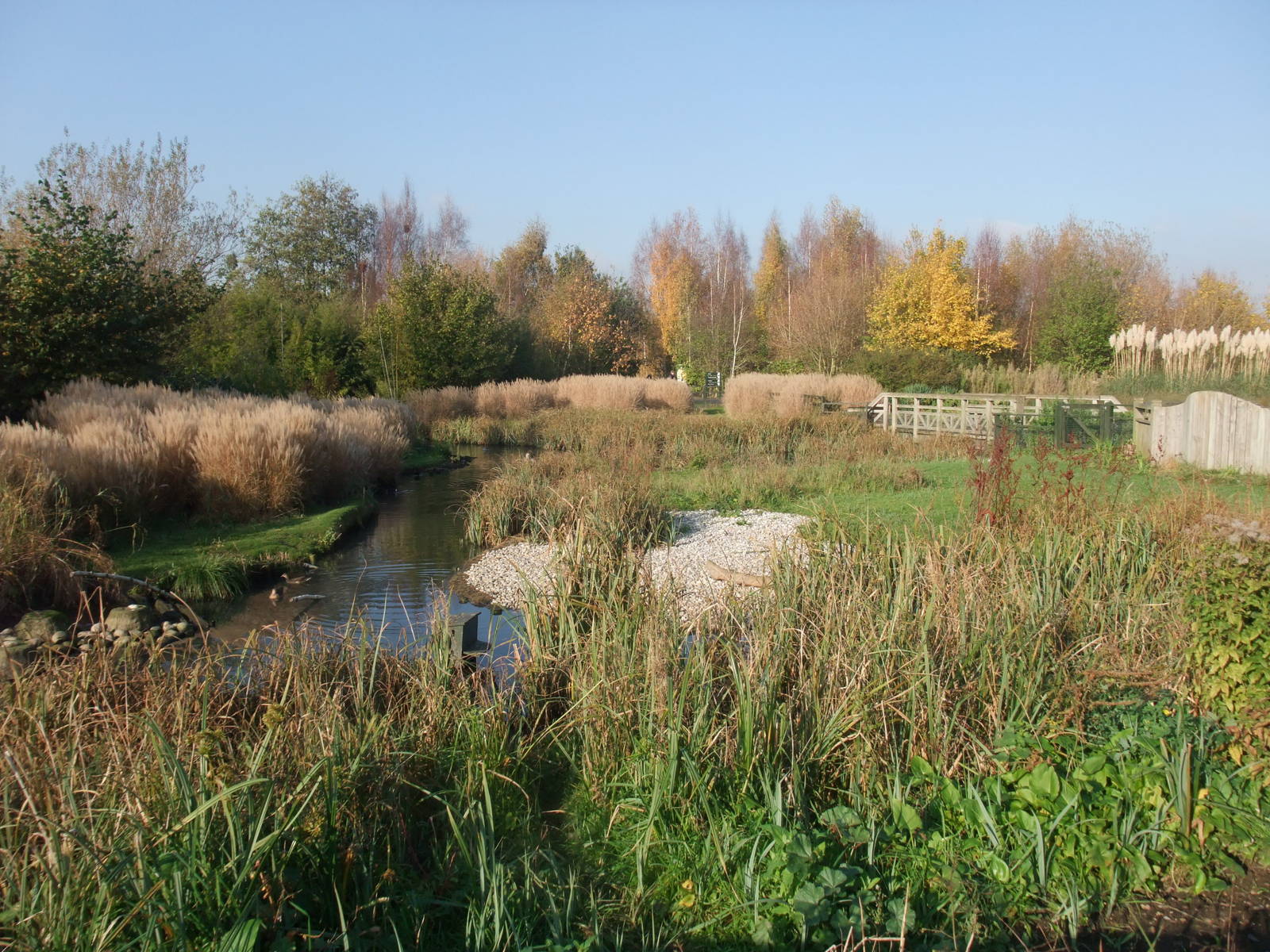 African Wetland Waterfowl Pen at London WWT (Barnes), 15/11/11