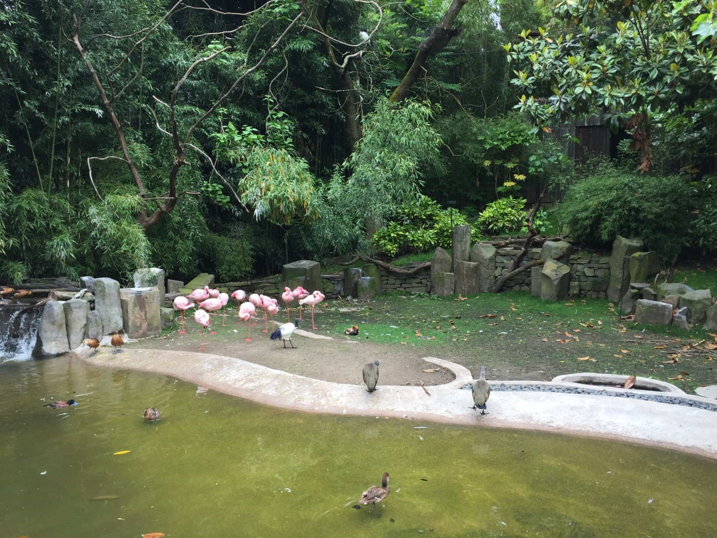 African Wetlands ft. Lesser Flamingos