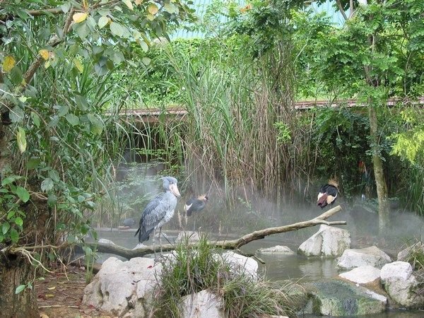 African Wetlands, Jurong BirdPark