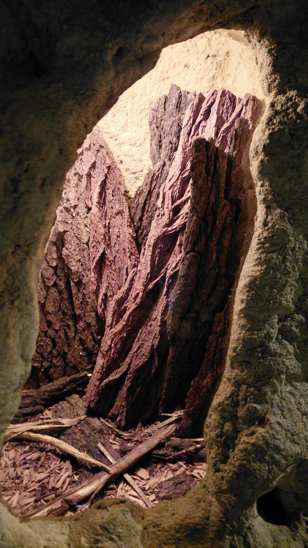 African whip spider exhibit