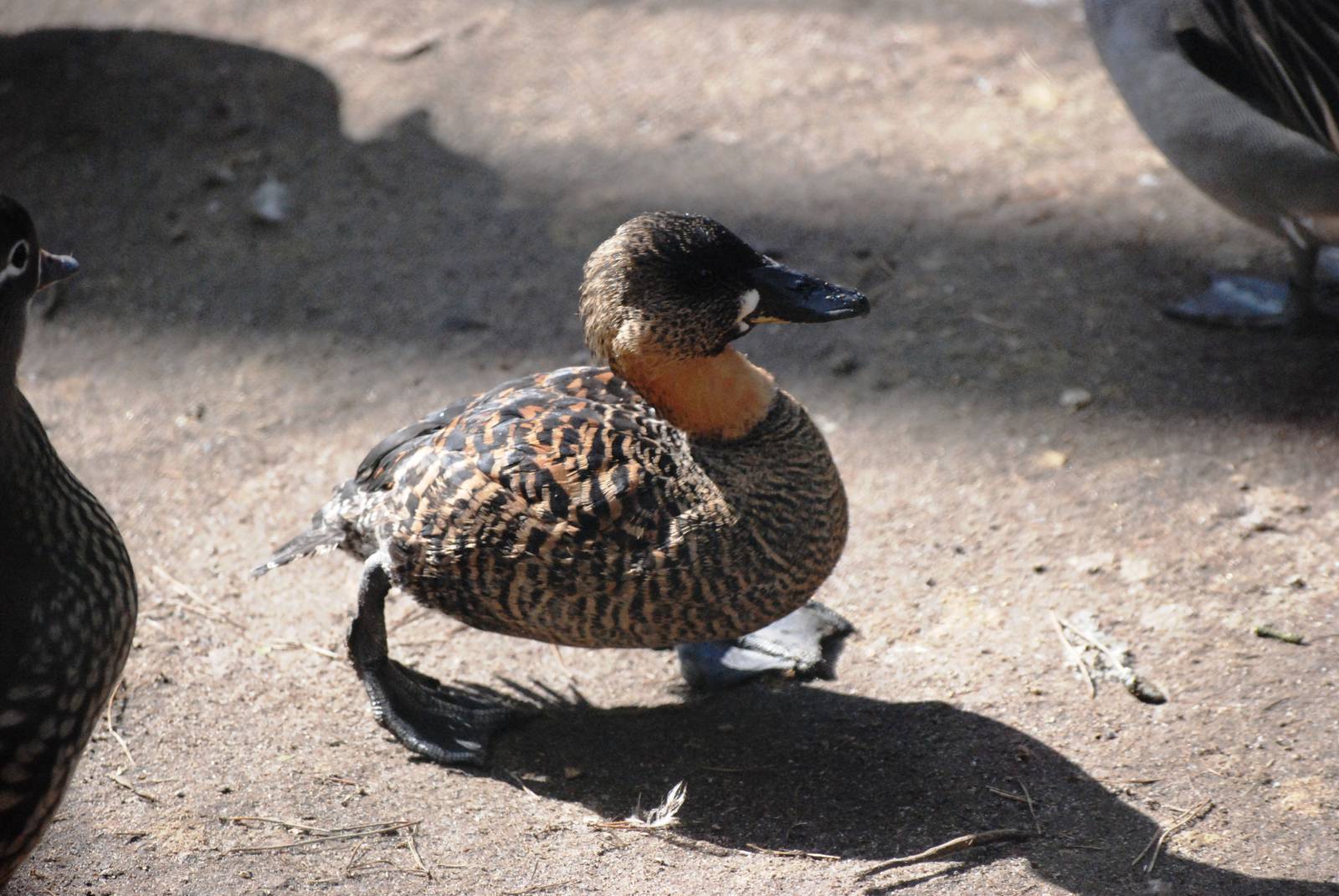 African White-backed Duck at Walsrode, 22/03/13