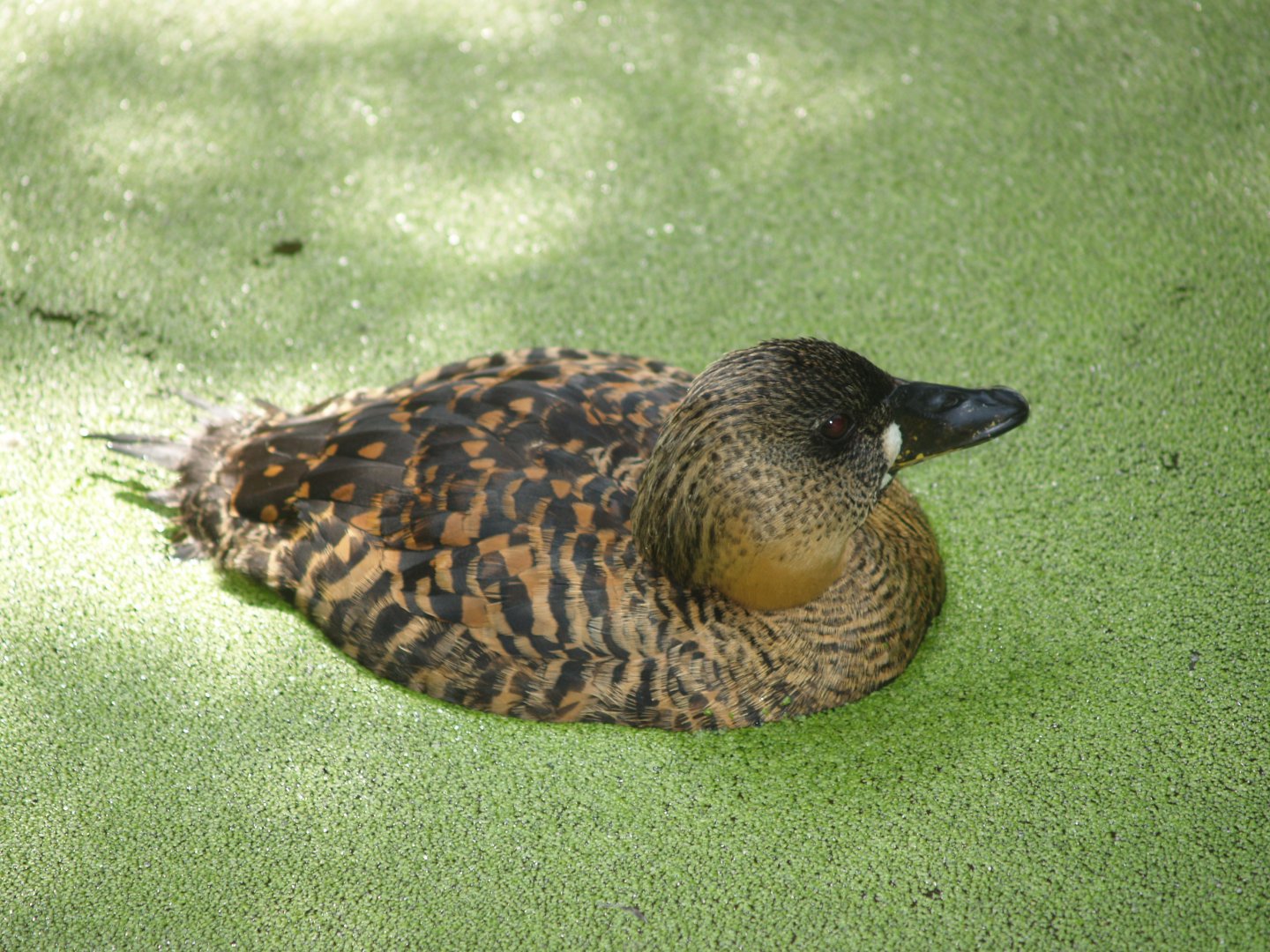 African white-backed duck (Thalassornis leuconotus leuconotus), 2007-08-04