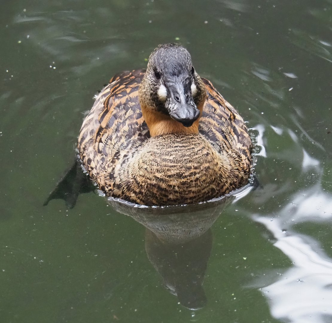 African white-backed duck (Thalassornis leuconotus leuconotus), 2023-10-13