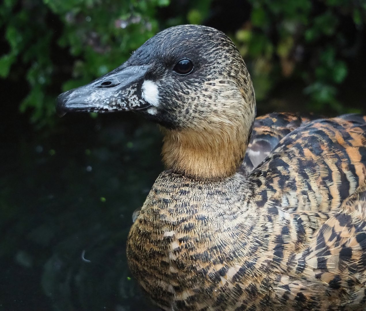 African white-backed duck (Thalassornis leuconotus leuconotus), 2023-10-13