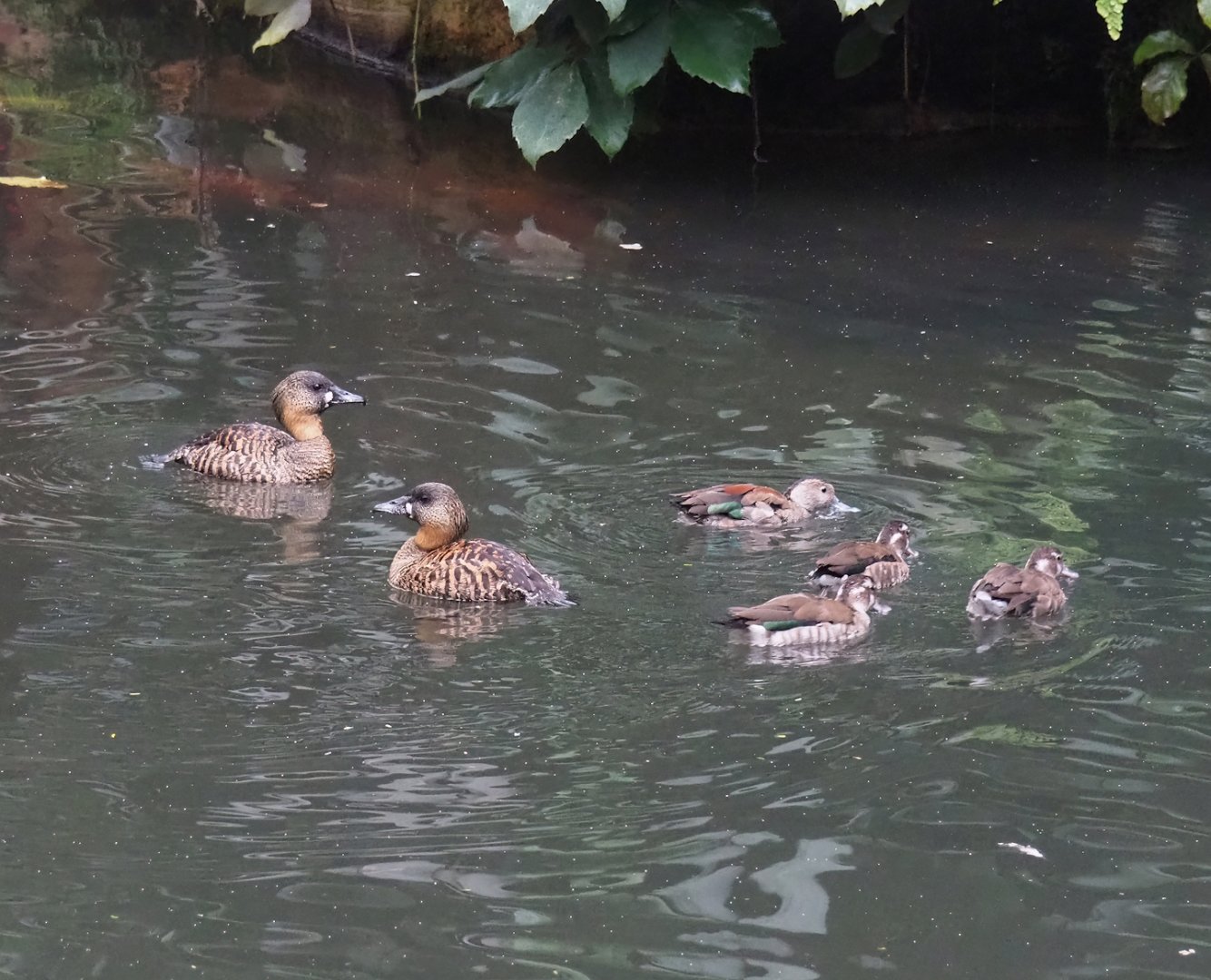 African white-backed duck (Thalassornis leuconotus leuconotus) and Ringed teals (Callonetta leucophrys), 2023-10-13