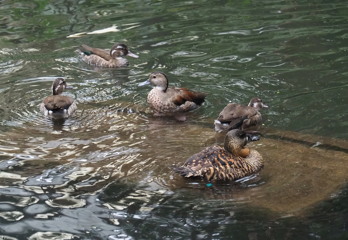African white-backed duck (Thalassornis leuconotus leuconotus) and Ringed teals (Callonetta leucophrys), 2023-10-13