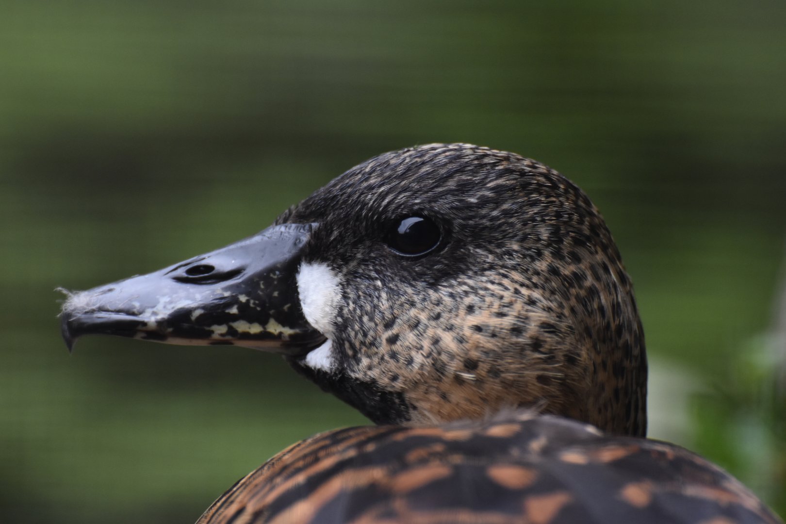 African white-backed duck (Thalassornis leuconotus leuconotus)