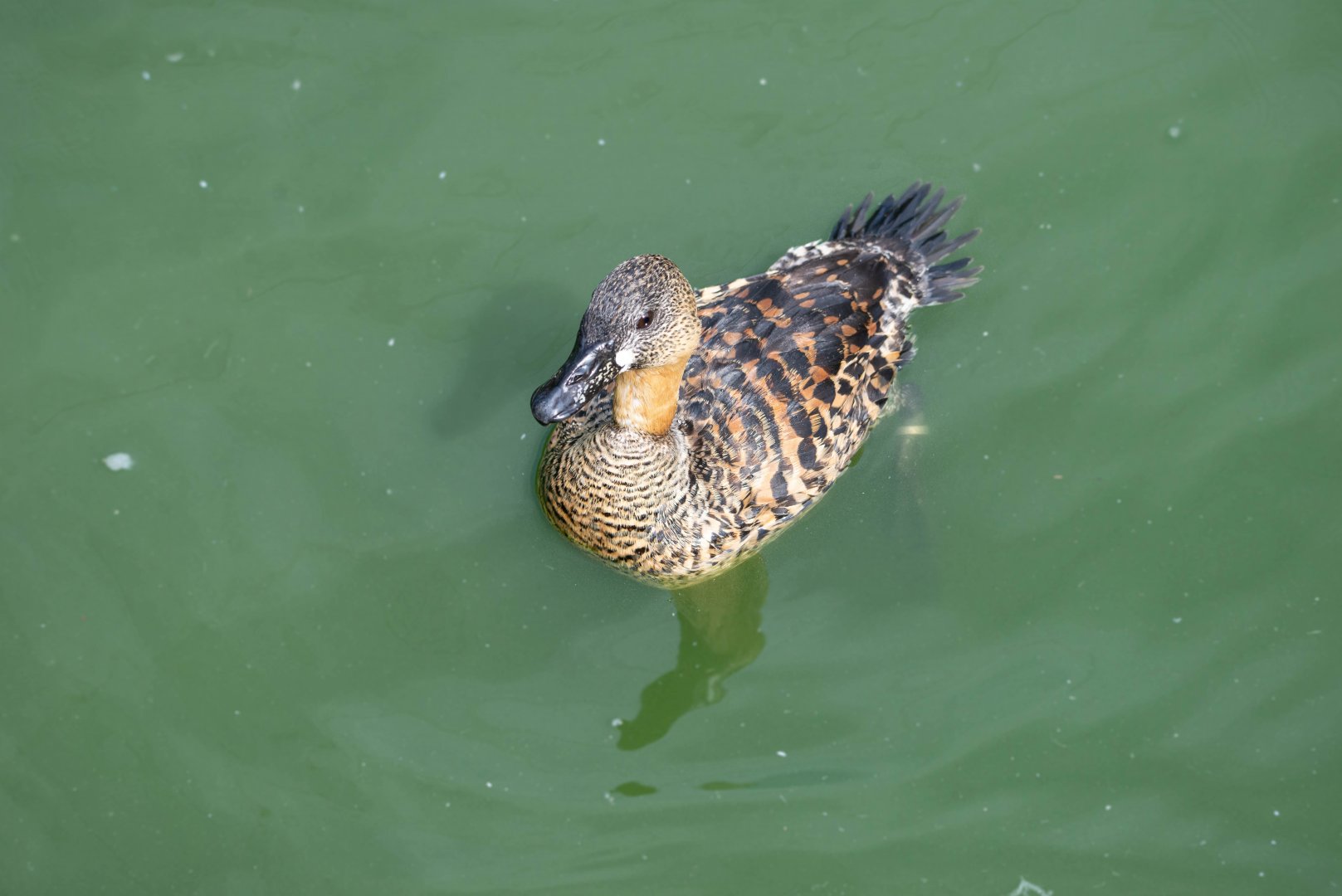 African White-backed Duck- (Thalassornis leuconotus)