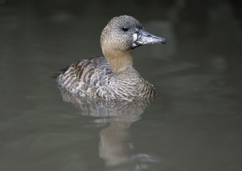 African white-backed duck
