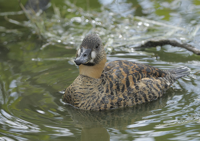 African white-backed duck