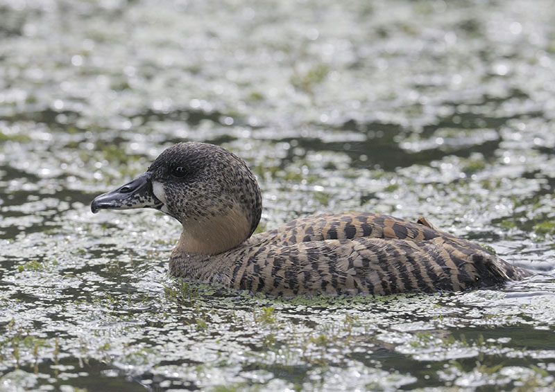 African white-backed duck