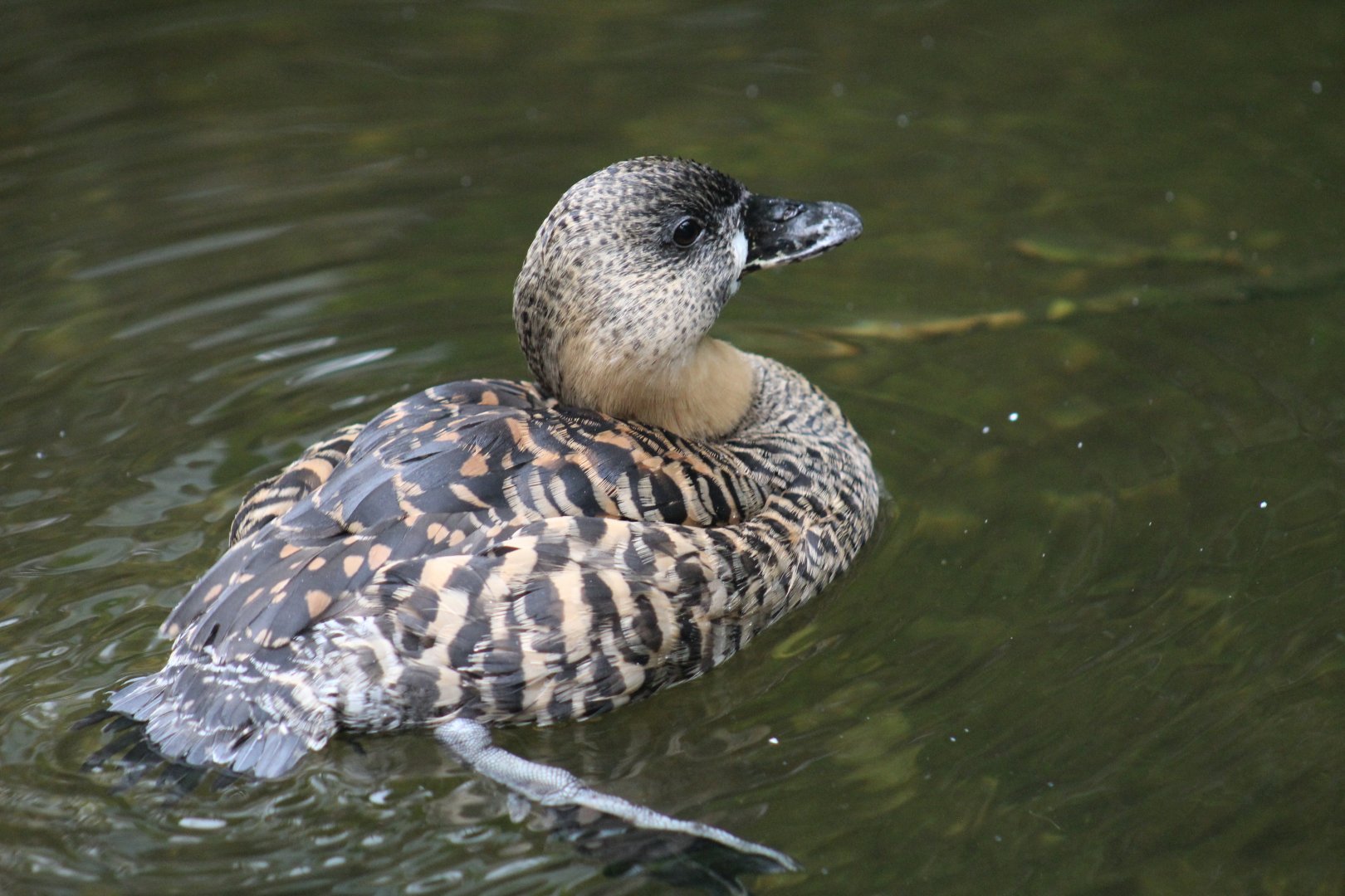African White-Backed Duck