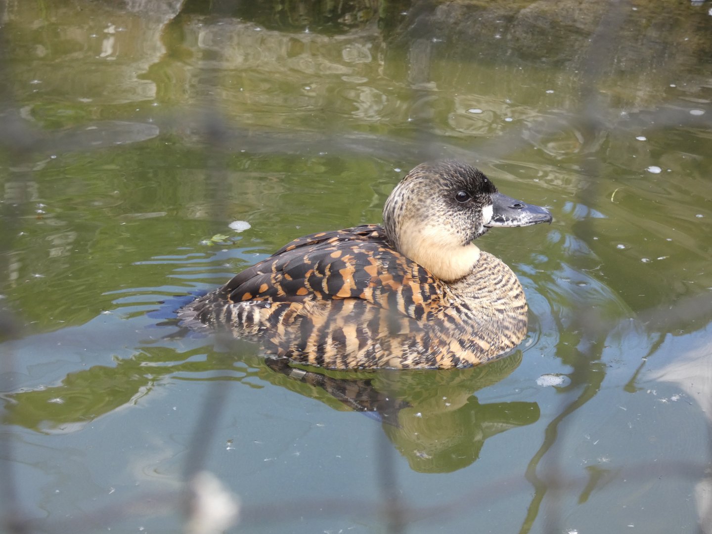 African white-backed duck