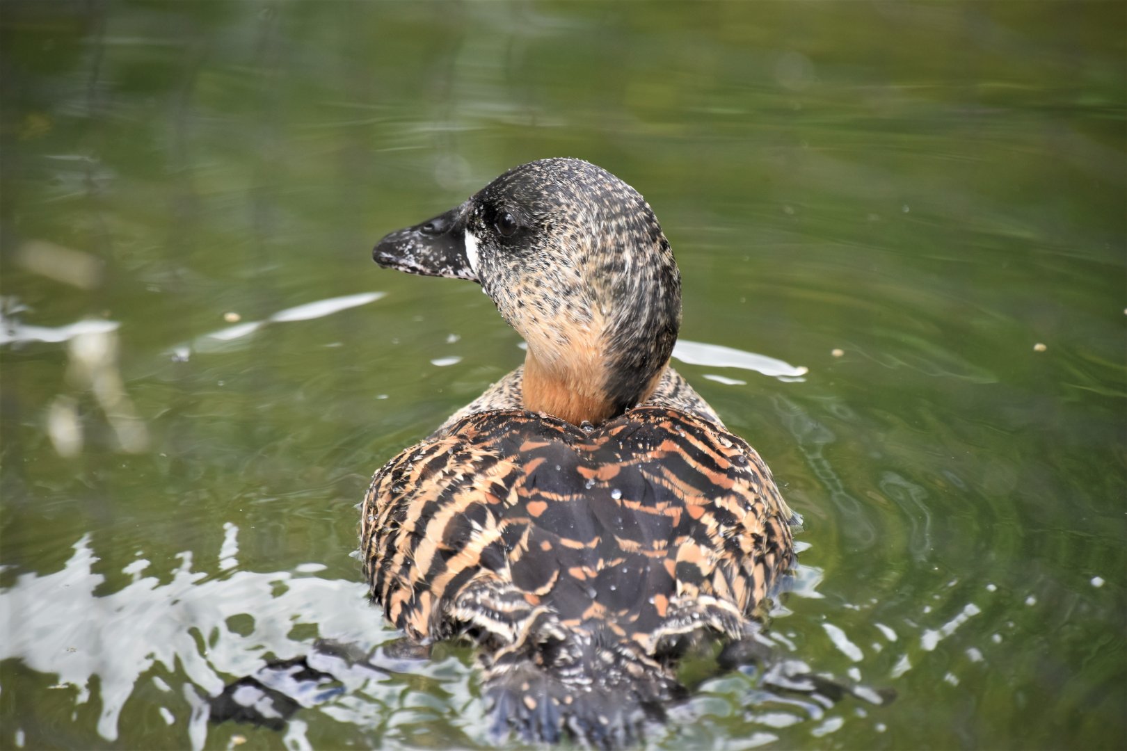 African white-backed duck