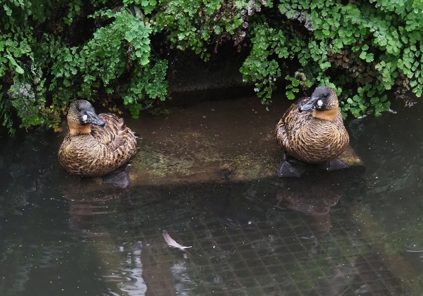 African white-backed ducks (Thalassornis leuconotus leuconotus), 2023-10-13