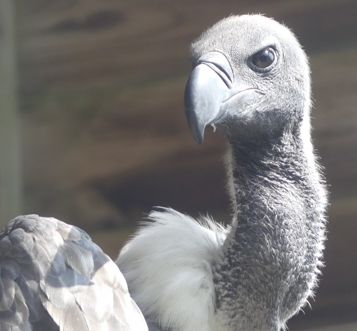 African White Backed Vulture - 18.08.24
