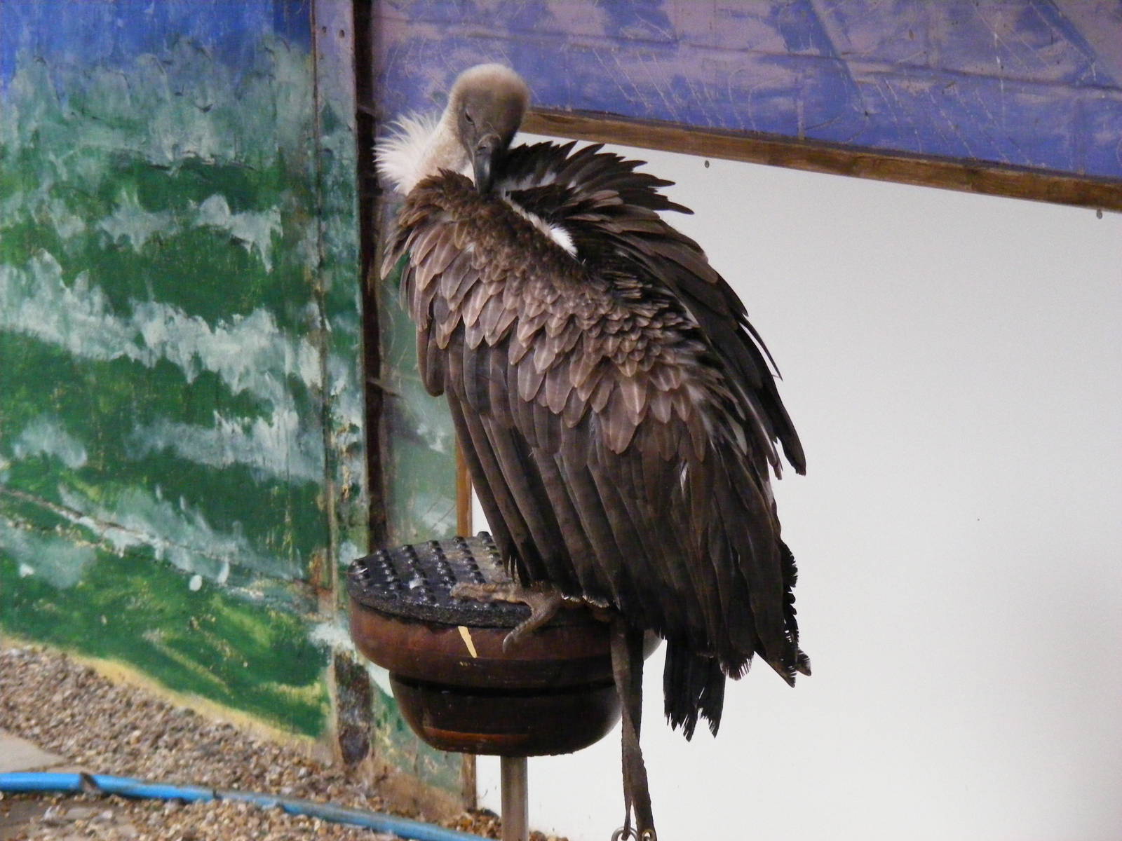 African white-backed vulture at Eagle Heights, 10 September 2011
