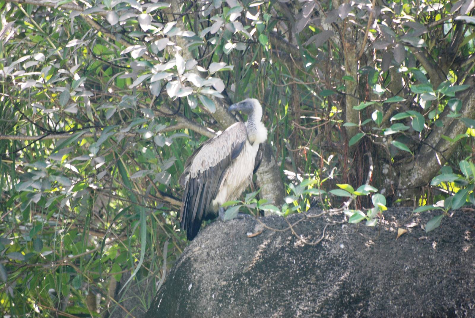 African White-backed Vulture at Miami, 12/10/13