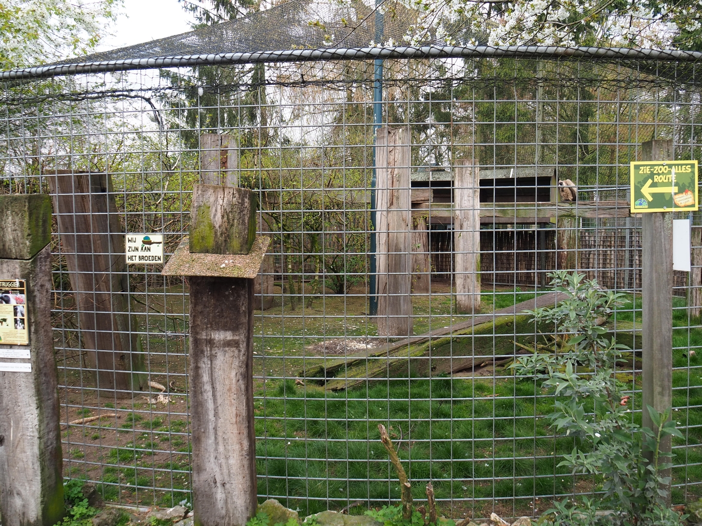 African white-backed vulture aviary, 2019-04-06
