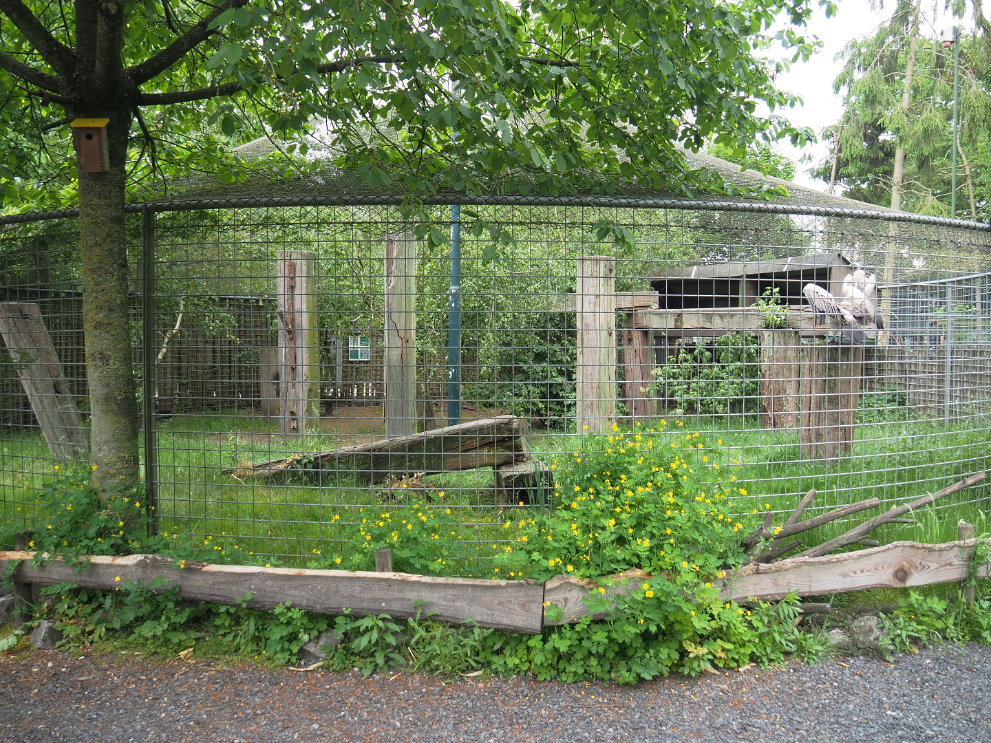African white-backed vulture aviary, 2022-05-17