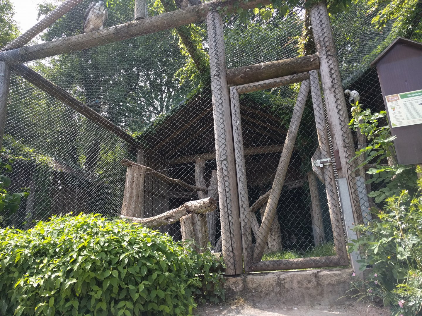 African White Backed Vulture Aviary