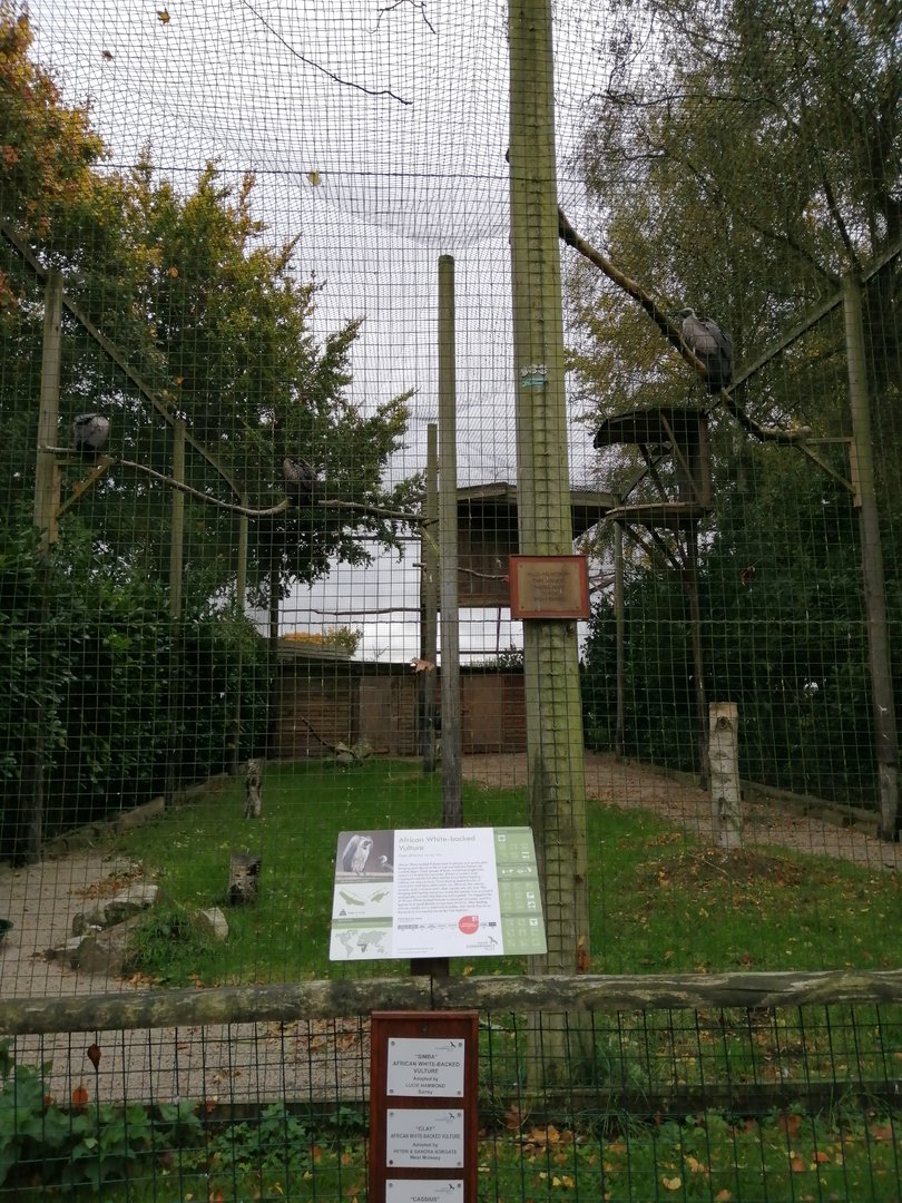 African White-backed Vulture Aviary