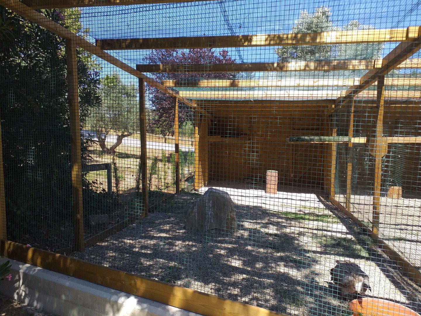 African white-backed vulture exhibit -Sendaviva (2020)