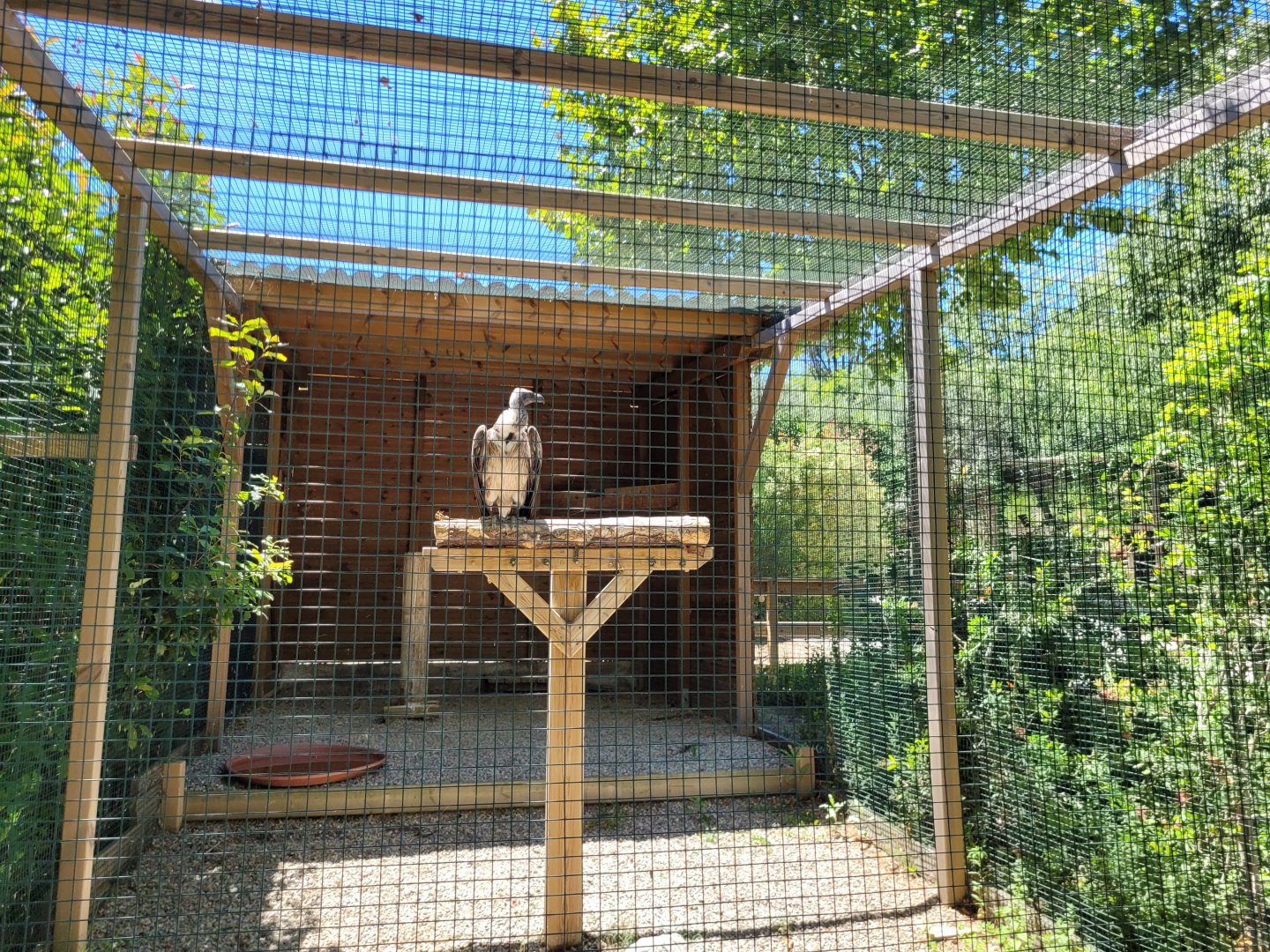 African white-backed vulture exhibit -Sendaviva (2024)
