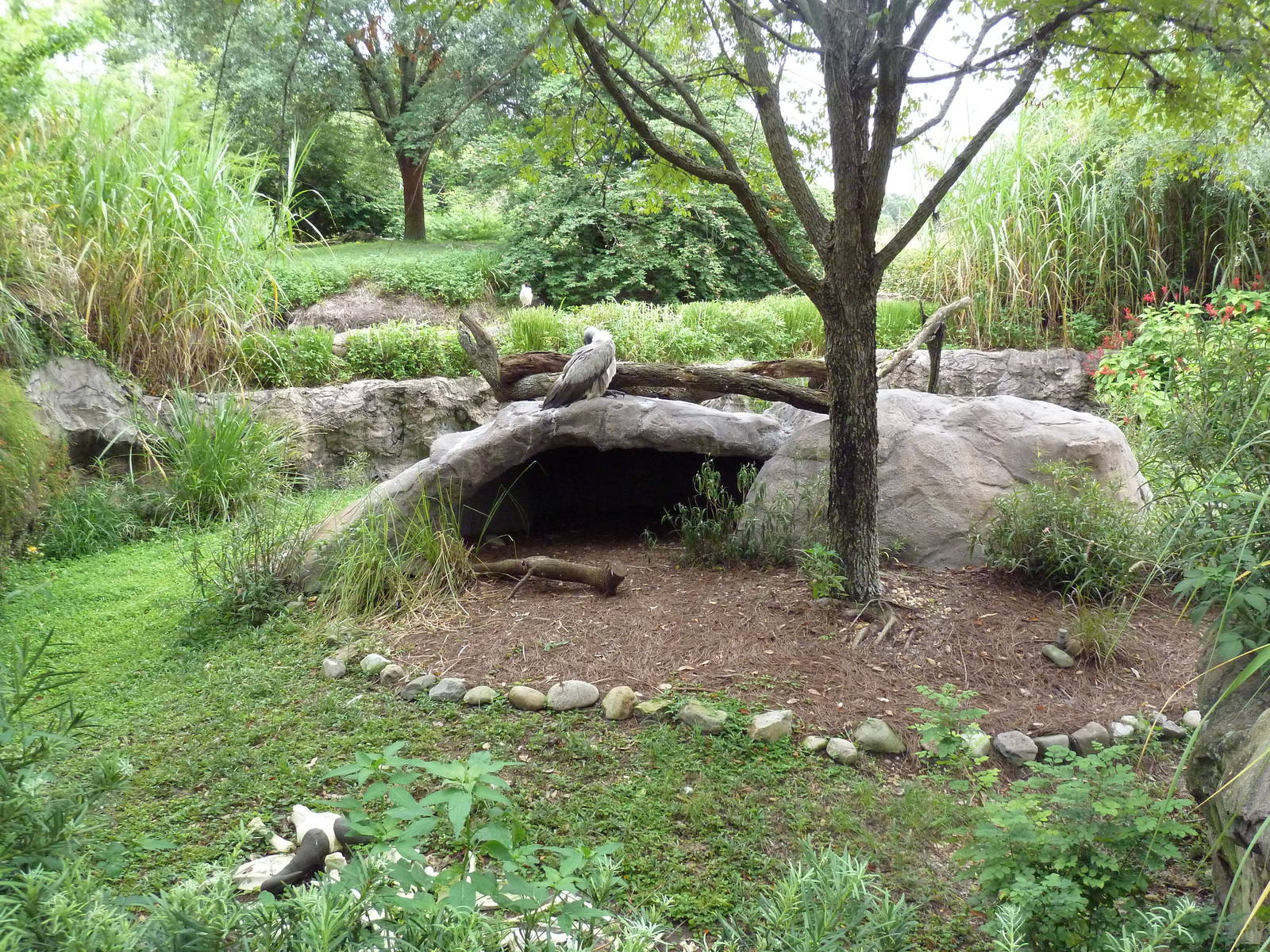 African White-Backed Vulture Exhibit