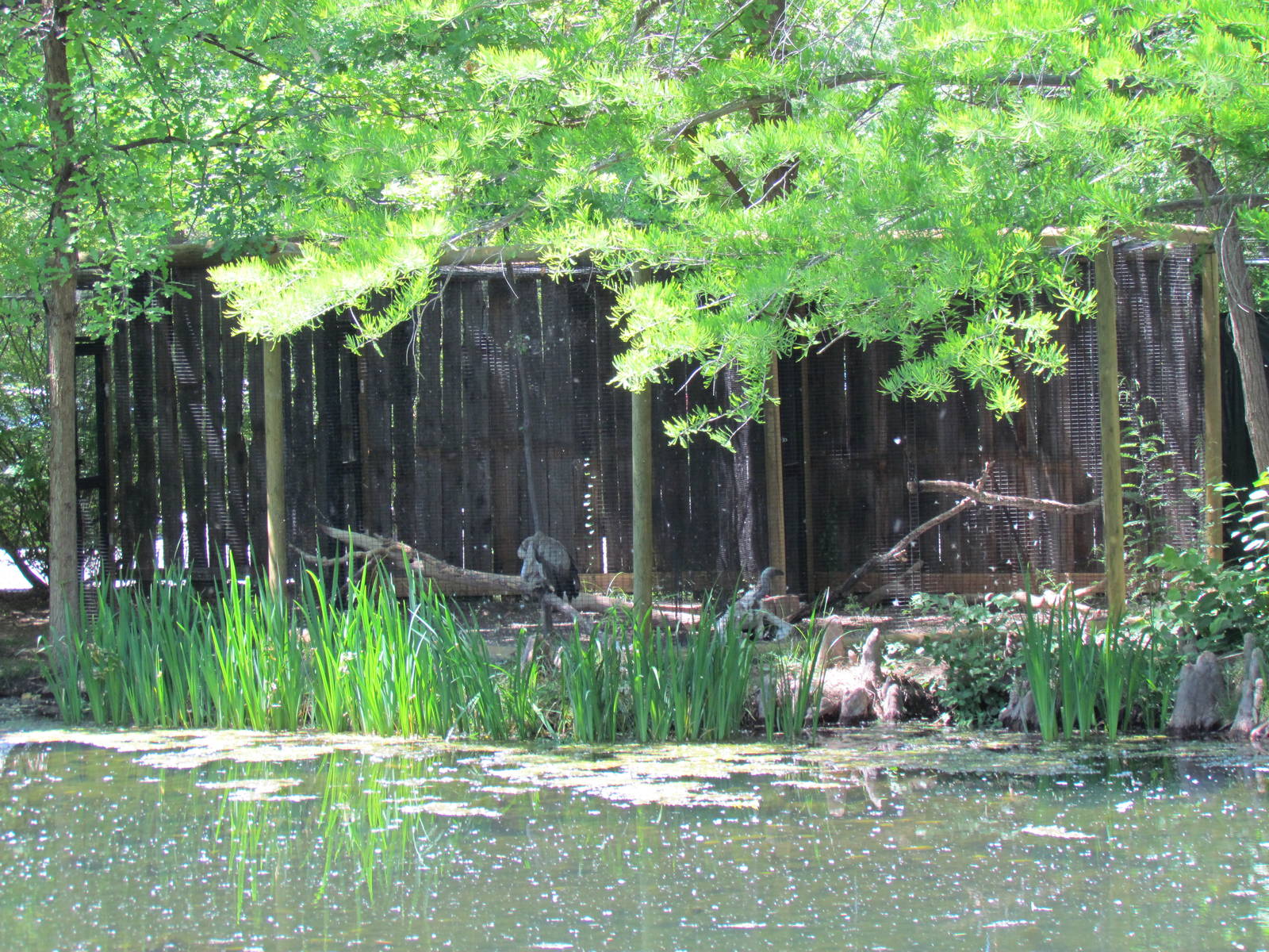 African White-backed Vulture Exhibit