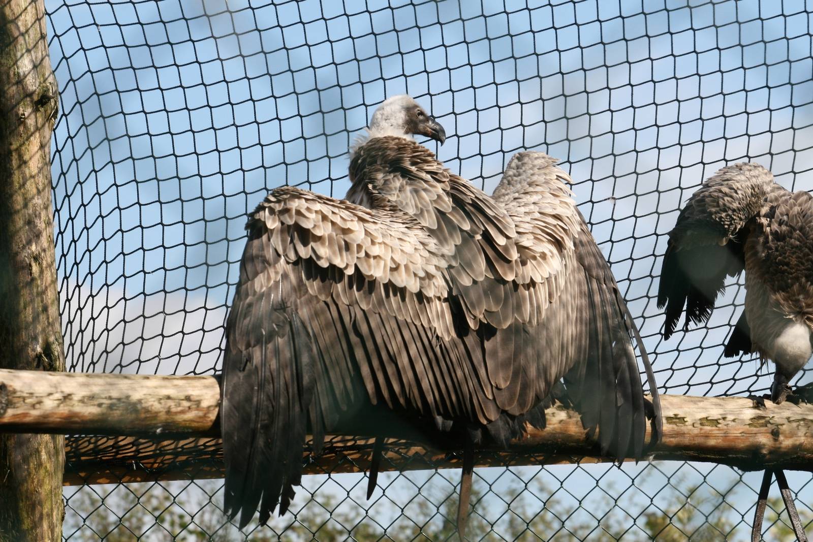 African White Backed Vulture, Gauntlet 2008