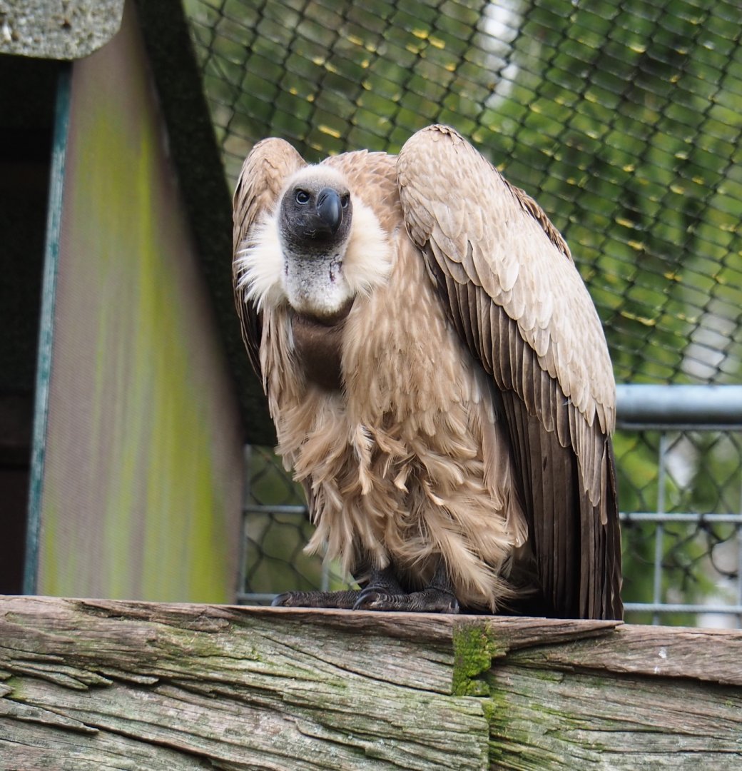 African white-backed vulture (Gyps africanus), 2019-04-06