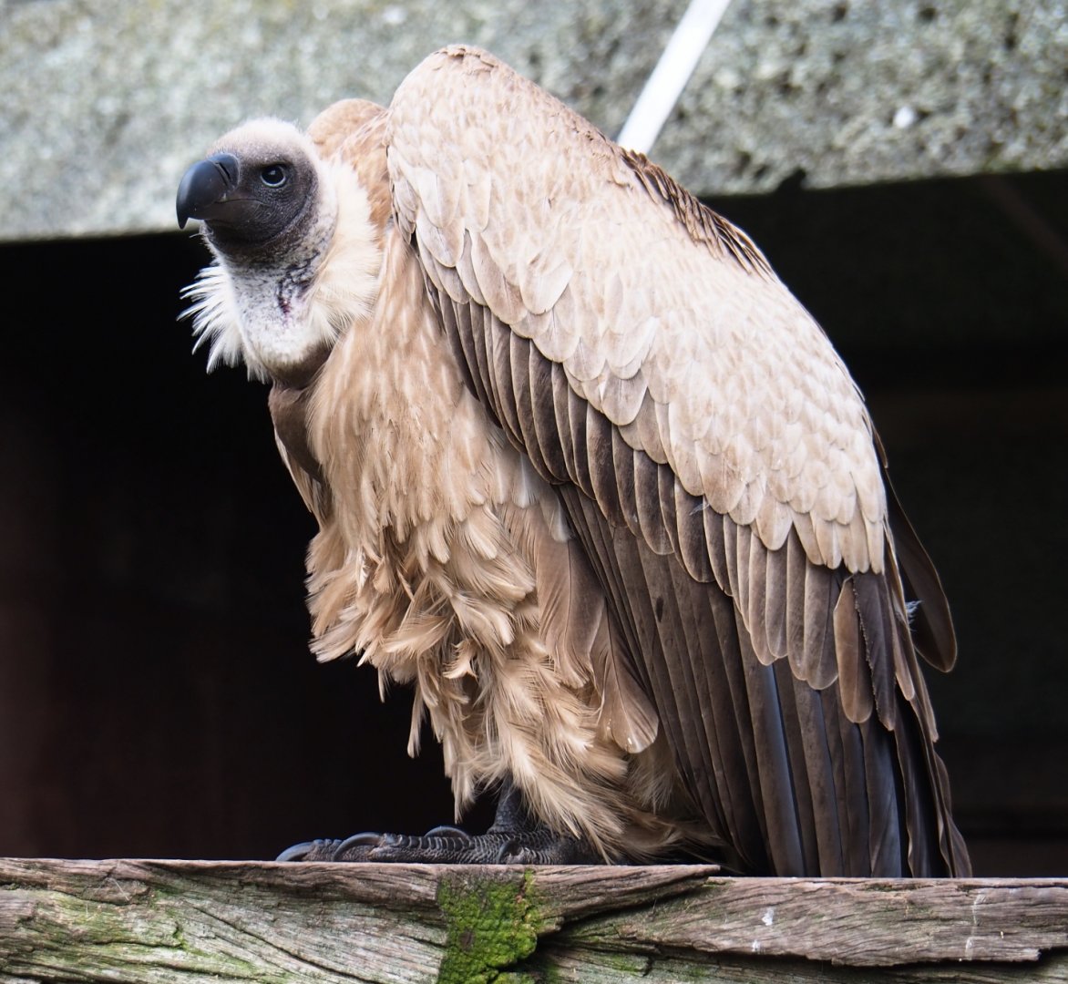 African white-backed vulture (Gyps africanus), 2019-04-06