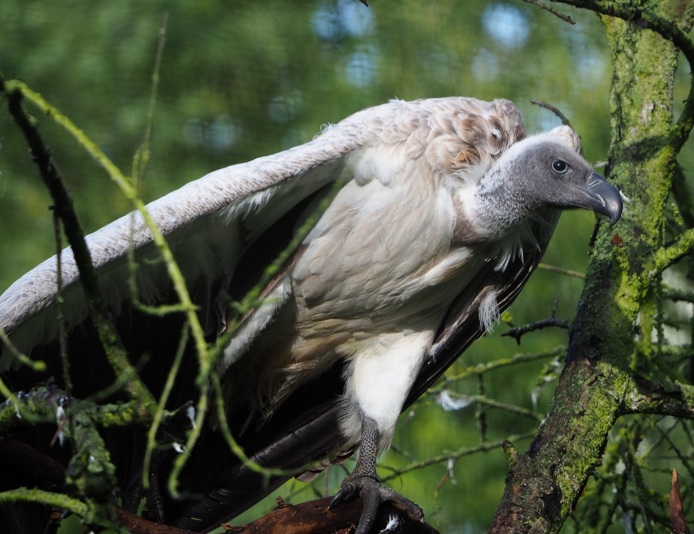 African white-backed vulture (Gyps africanus), 2019-10-04