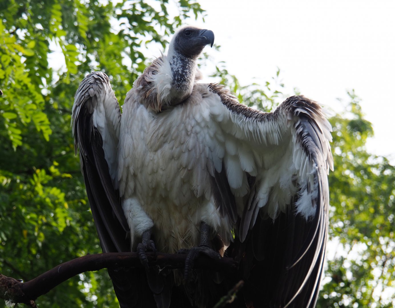 African white-backed vulture (Gyps africanus), 2019-10-04