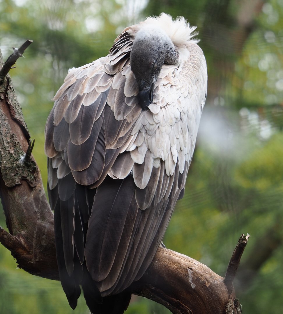 African white-backed vulture (Gyps africanus ), 2020-09-03
