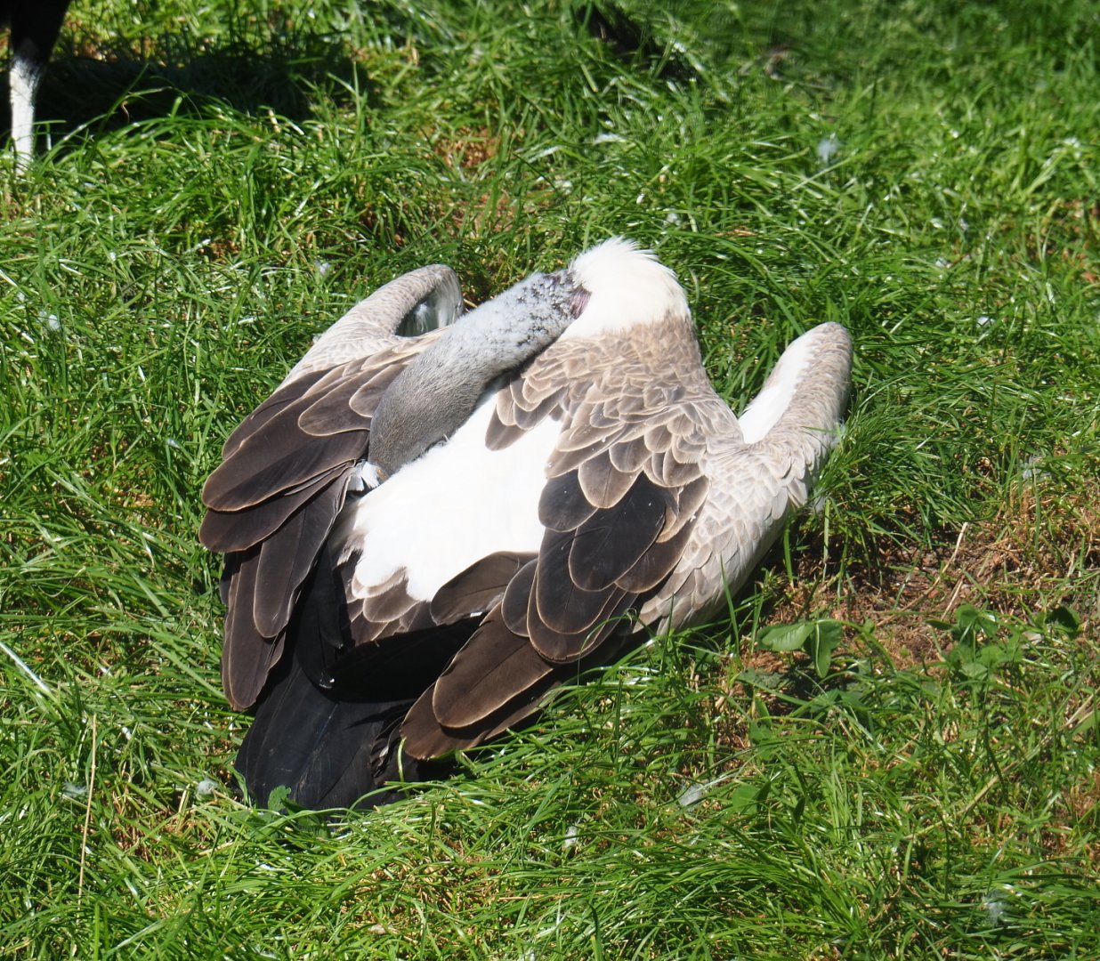 African white-backed vulture (Gyps africanus), 2021-09-03