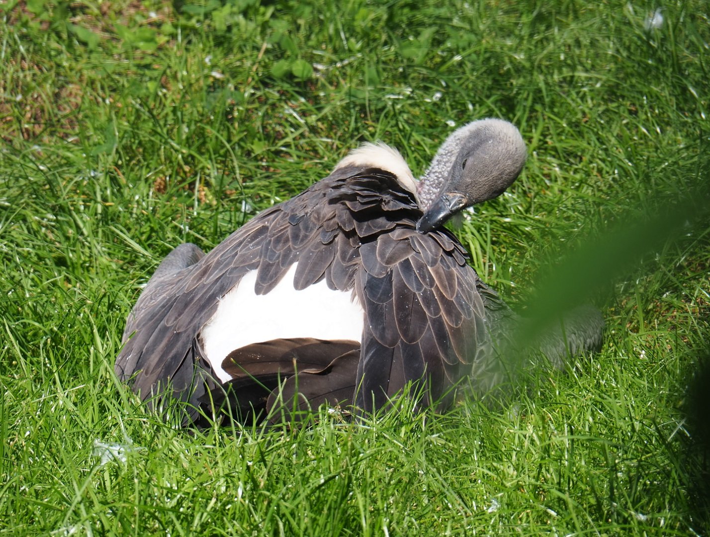 African white-backed vulture (Gyps africanus), 2021-09-03