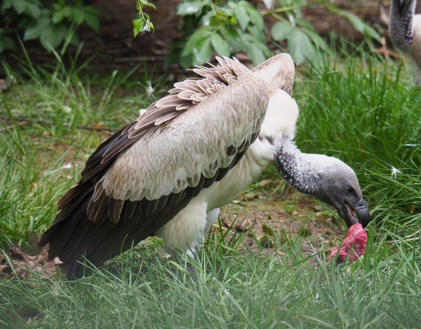 African white-backed vulture (Gyps africanus), 2022-05-17