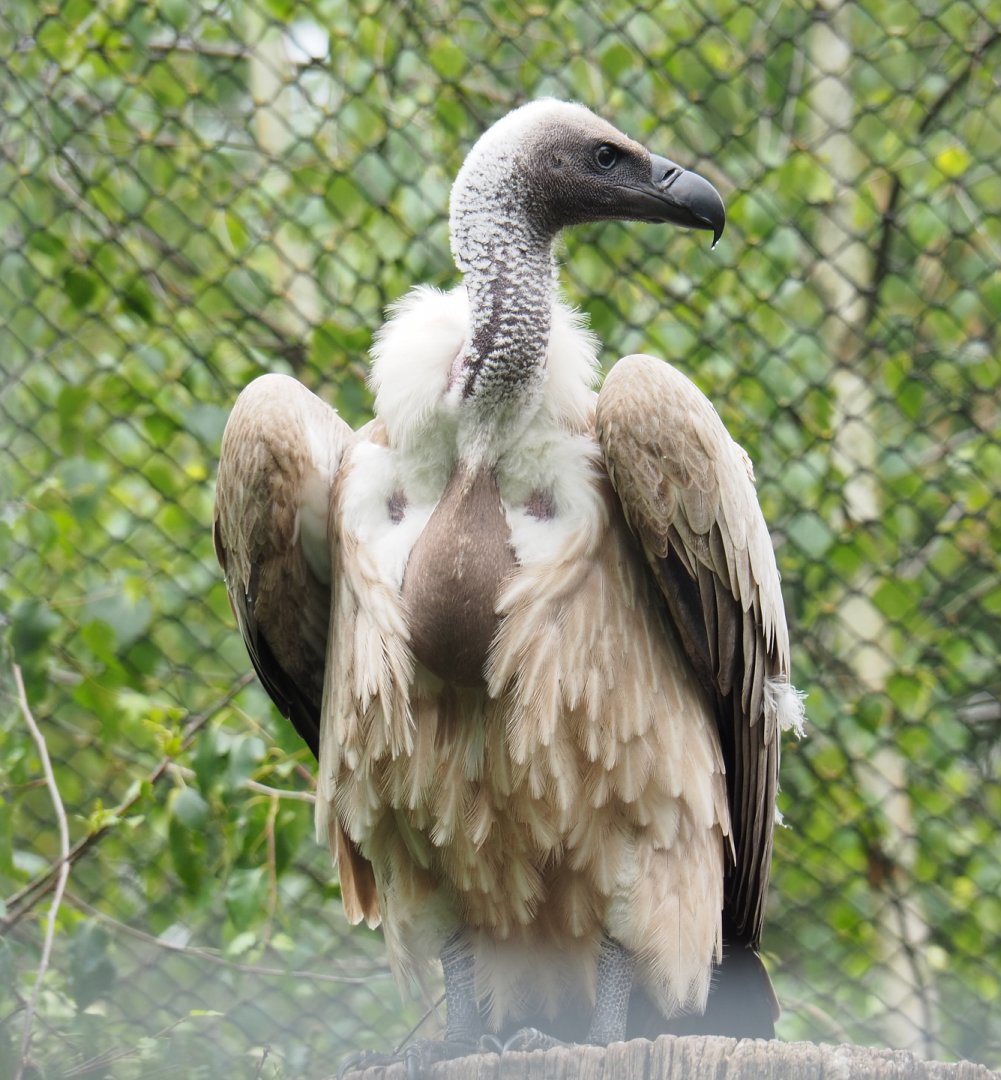 African white-backed vulture (Gyps africanus), 2022-05-17