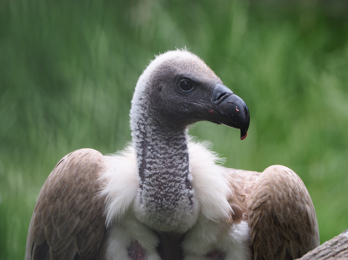 African white-backed vulture (Gyps africanus), 2022-05-17