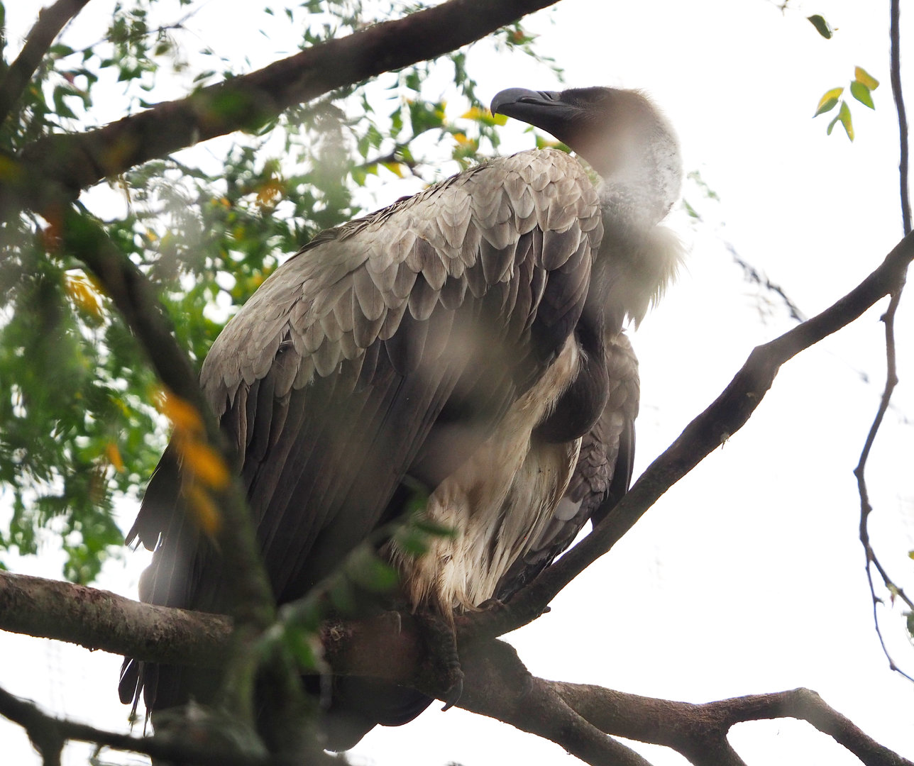 African white-backed vulture (Gyps africanus), 2022-09-14