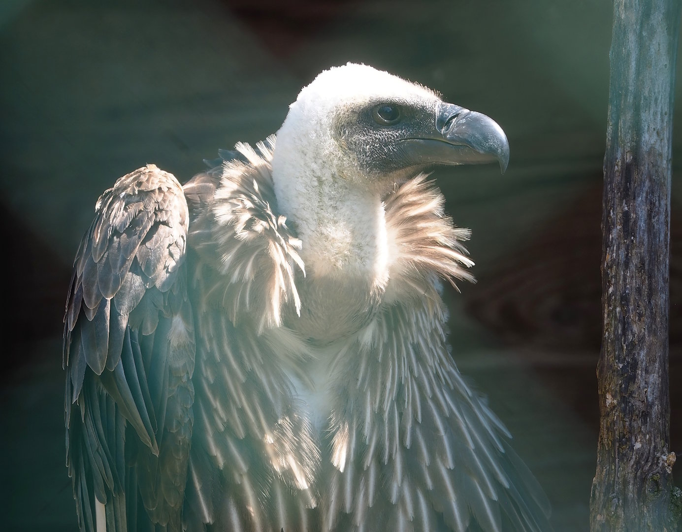 African white-backed vulture (Gyps africanus), 2023-05-19