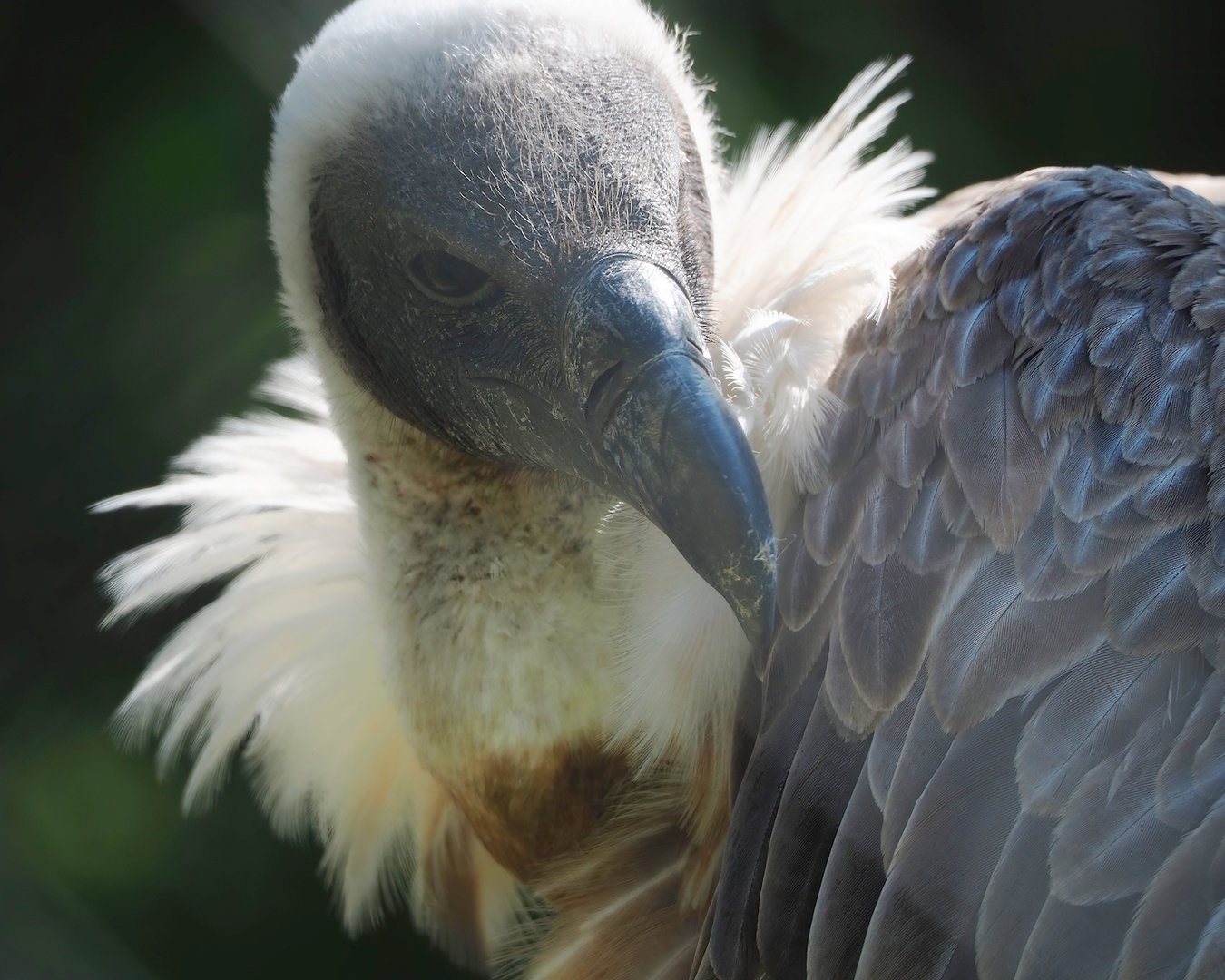 African white-backed vulture (Gyps africanus), 2023-05-19