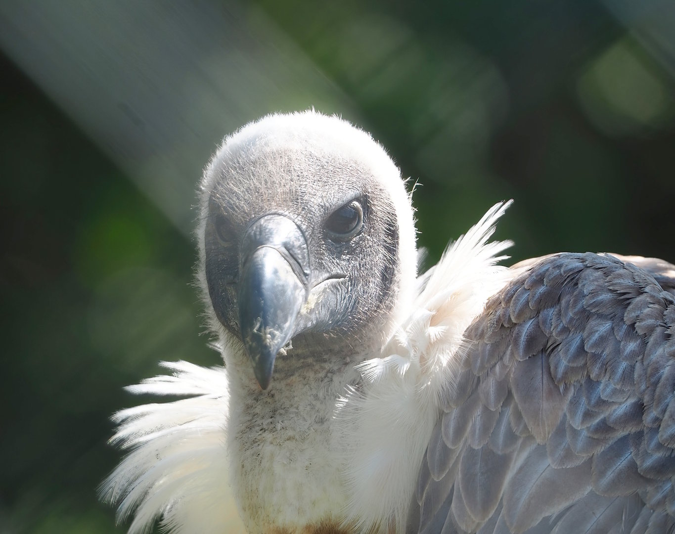 African white-backed vulture (Gyps africanus), 2023-05-19