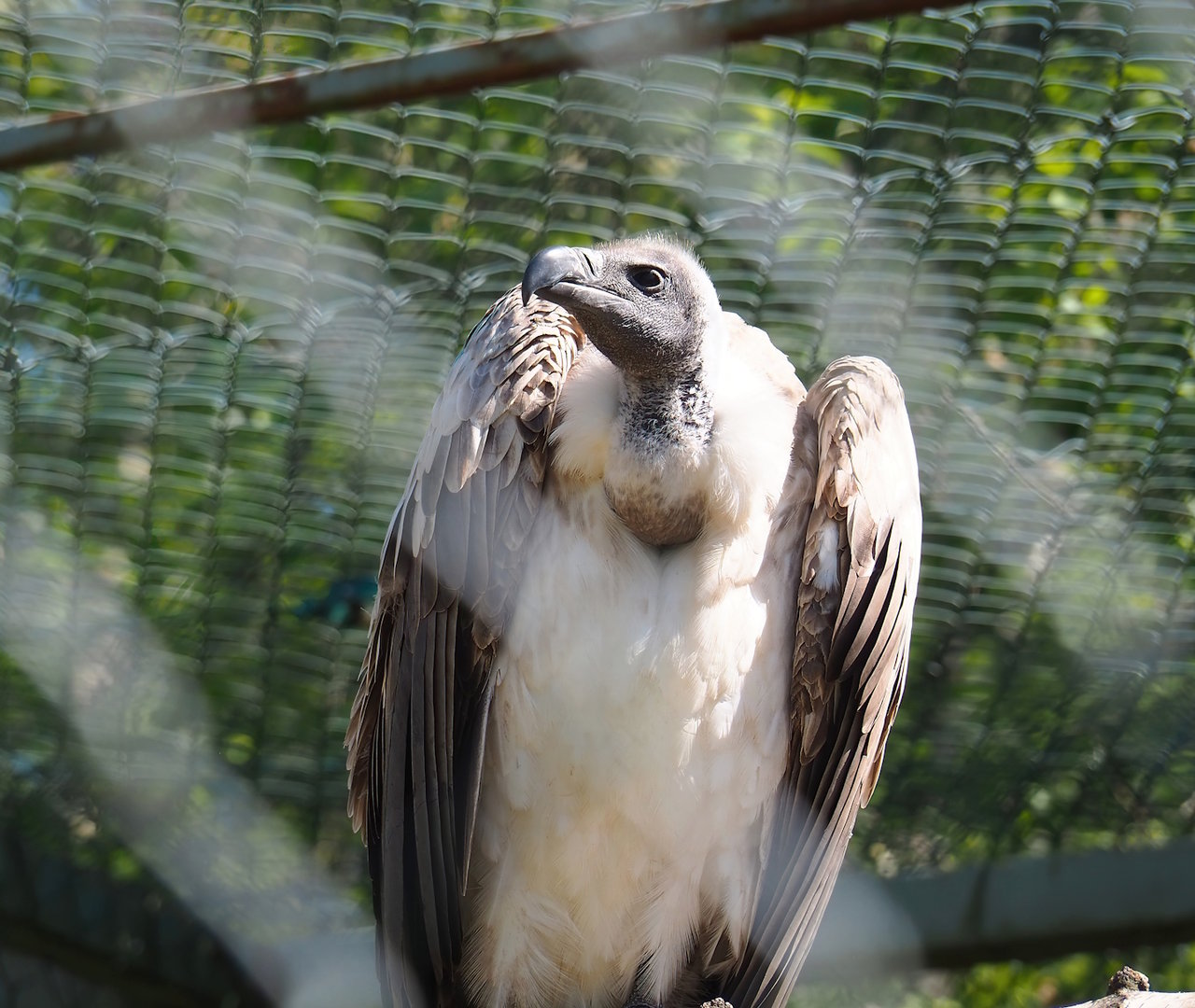 African white-backed vulture (Gyps africanus), 2023-05-19