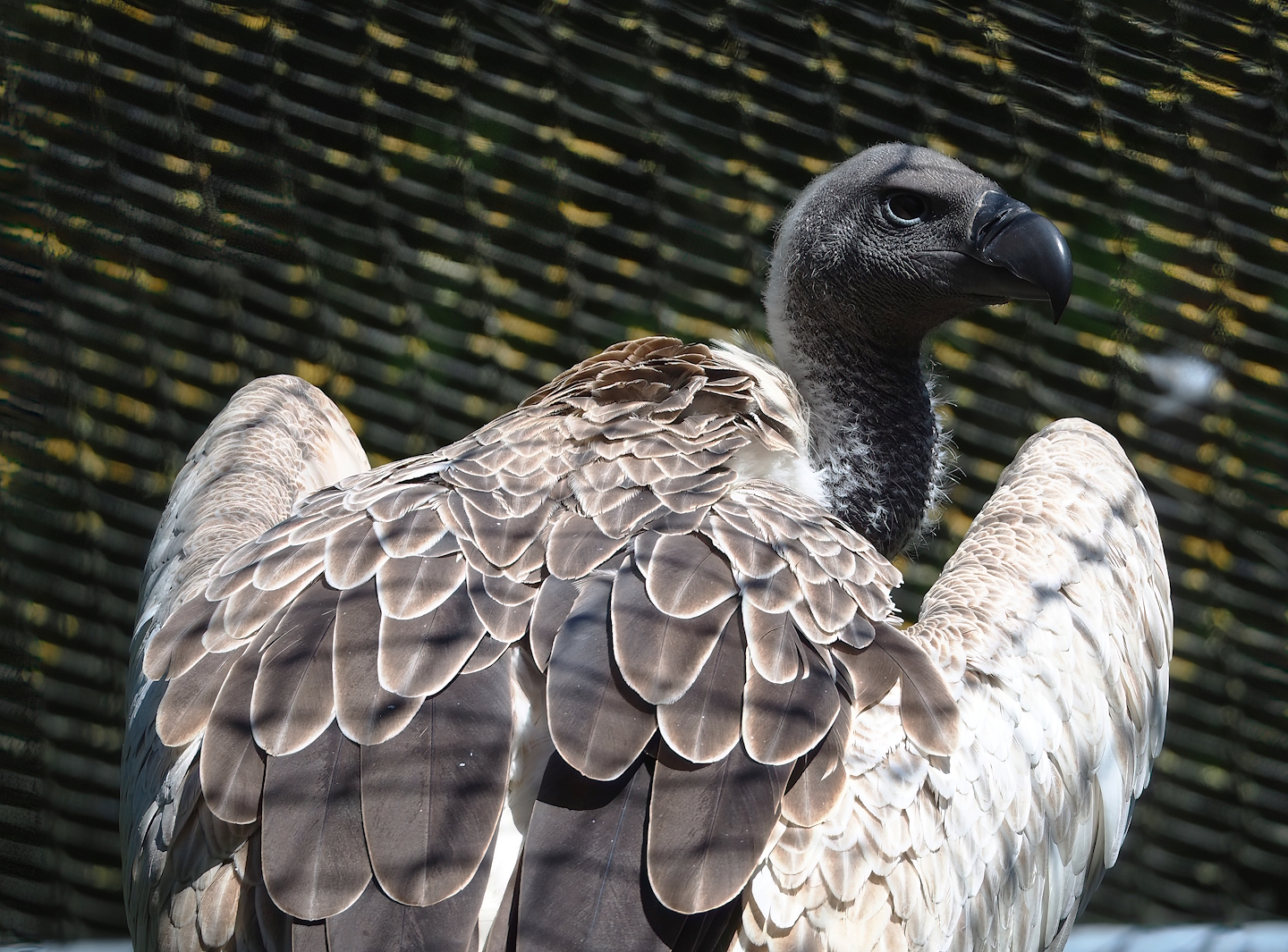 African white-backed vulture (Gyps africanus), 2023-05-31