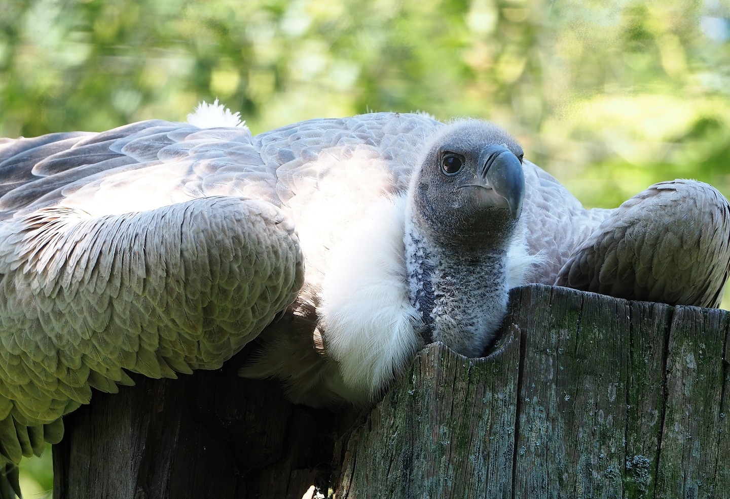 African white-backed vulture (Gyps africanus), 2023-05-31