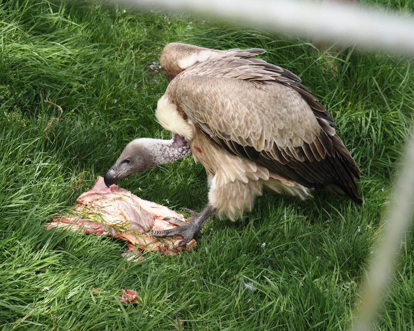 African white-backed vulture (Gyps africanus), 2024-04-14