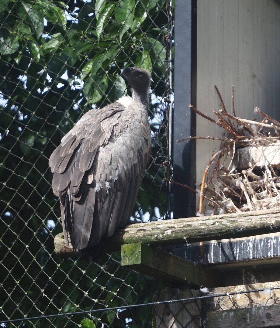 African white-backed vulture (Gyps africanus), 2024-06-30